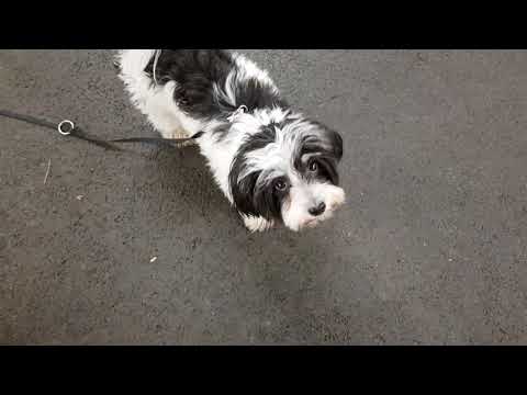 Video: Har Din Hund Astma?