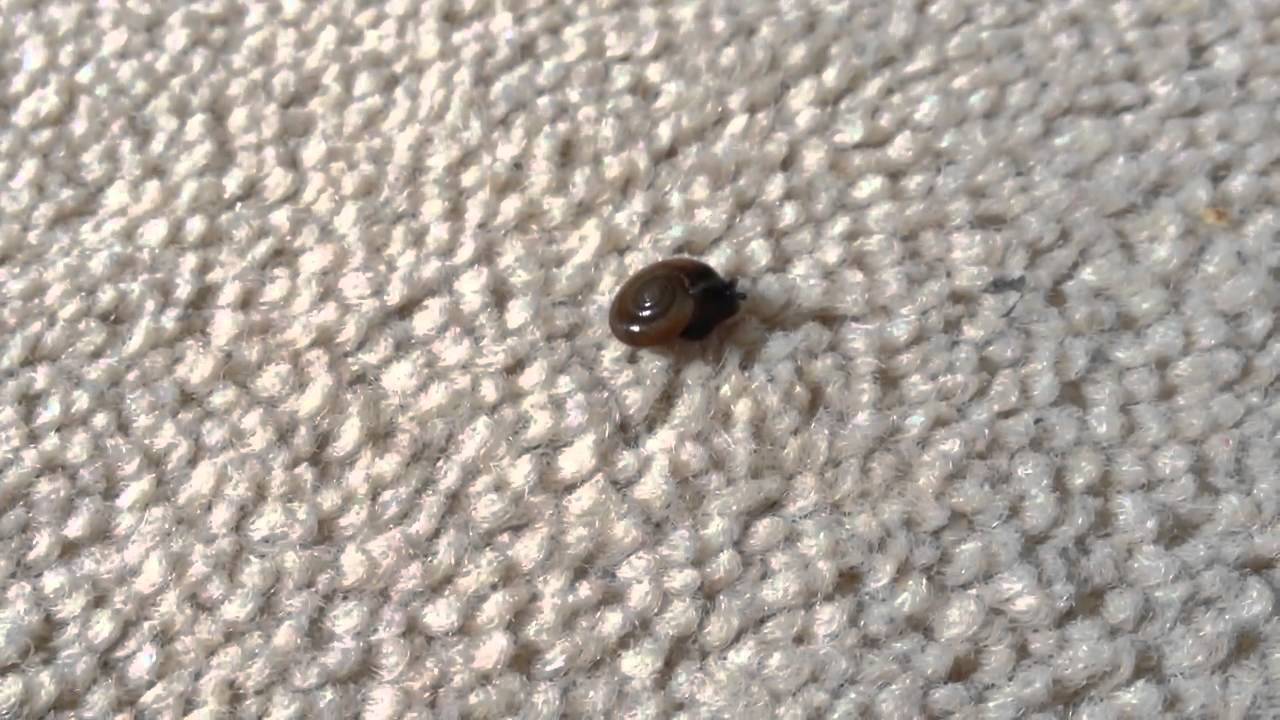 Do Snails have ears? YouTube