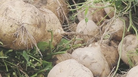 ĐÃ MẮT XEM NGƯỜI DÂN KIM THÀNH THU HOẠCH CỦ ĐẬU