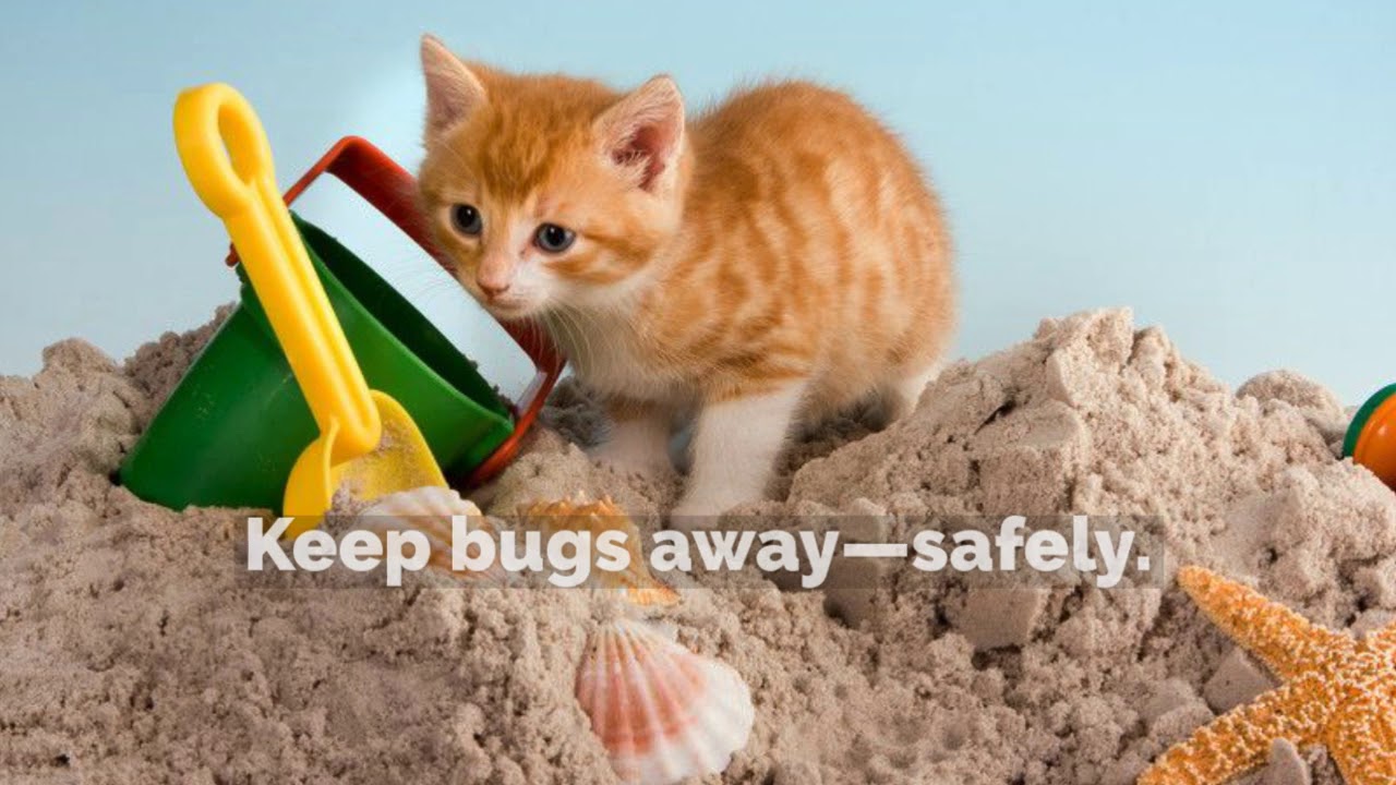 TriCity Veterinary Hospital – Summer Pet Care Tips TriCity Veterinary Hospital – Summer Pet Care Tips