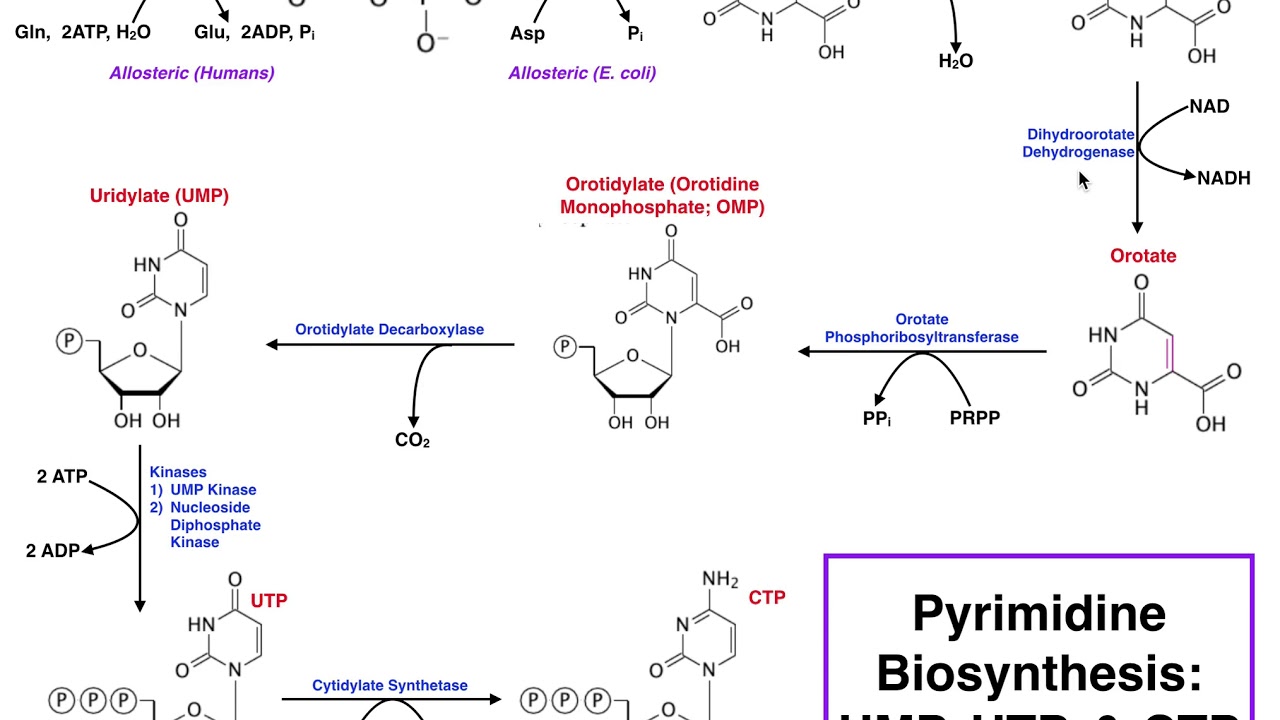 Nucleotide Metabolism Pyrimidine Biosynthesis Utp And Ctp Youtube