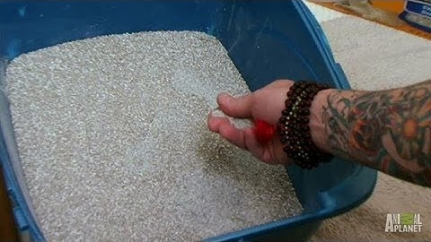 Important Lessons on Kitty Litter | My Cat From Hell