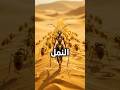 رد ملكة النمل هذا مقدارنا لماذا بكى النبي سليمان الجزء الثاني 