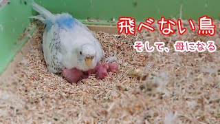 And become a mother. ("Chobi" 17-day childcare diary) [Budgerigar]