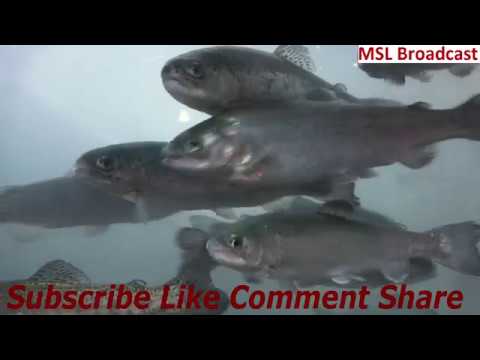 salmonberry Salmon Fish