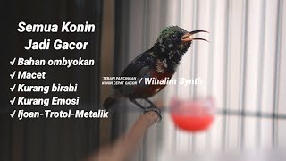 SUARA KONIN RIBUT !! PANCINGAN BIAR CEPAT GACOR • TERAPI KOLIBRI NINJA BAHAN CEPAT BUNYI PASTI NYAUT