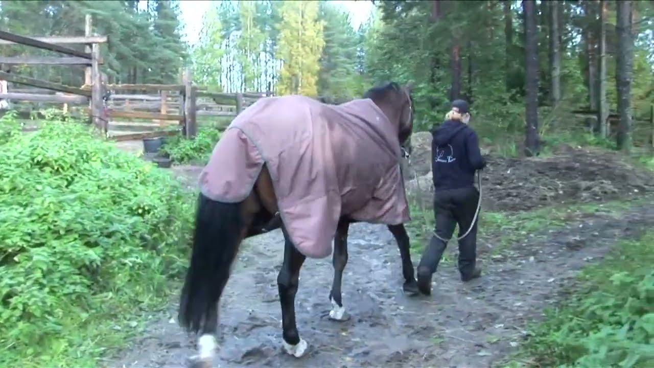 Hilarius Hiiri ja hevosten elämää (osa 1/4)