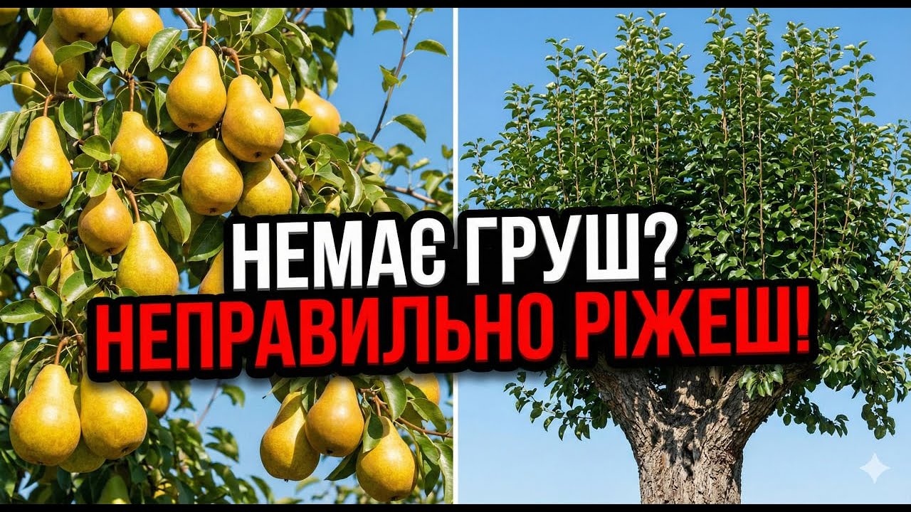 ГОЛОВНА помилка обрізки! Ось чому ГРУША стоїть без плодів.