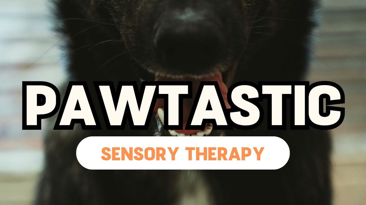 Dogs and Calming Sounds Therapy || Autism Sensory Therapy