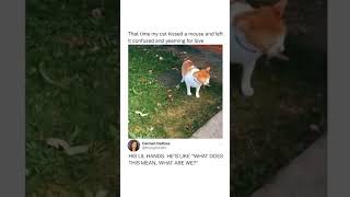 This cat kiss a mouse left him confused and yearning for love #shorts