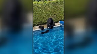 Bear takes cubs for a swim in Canadian pool amid heatwave | AFP