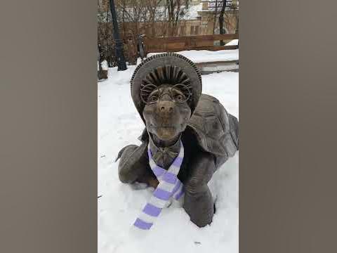 Черепаха Тортилла. Веселый и искренний диалог с черепахой Тортиллой ...