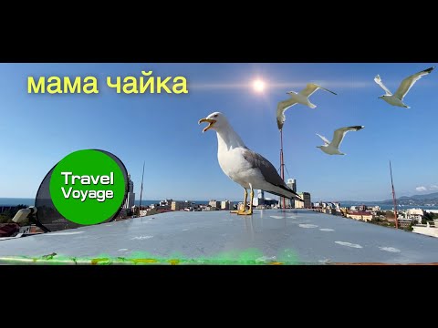 Чайка морская,батуми | Sea gull,batumi | თოლია,ბათუმი| Gulls