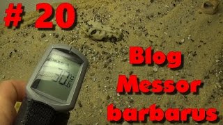 Blog Messor barbarus #20 - Couvain chauffé !