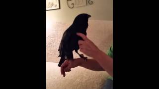 The Talking Crow - Jimini Crowket