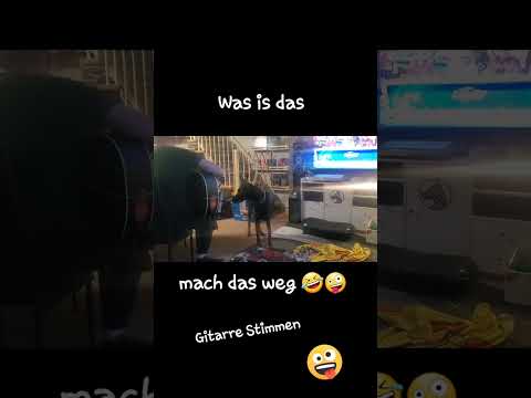 Mach das weg #funny #dobermann #music #pets #doberman #dobermangang #lustig #dobermanncloe