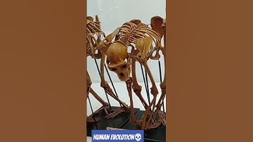 Human evolution from Monkeys To Modern Man || Long process of being human