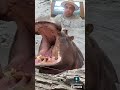 Hipopótamo Áfricano