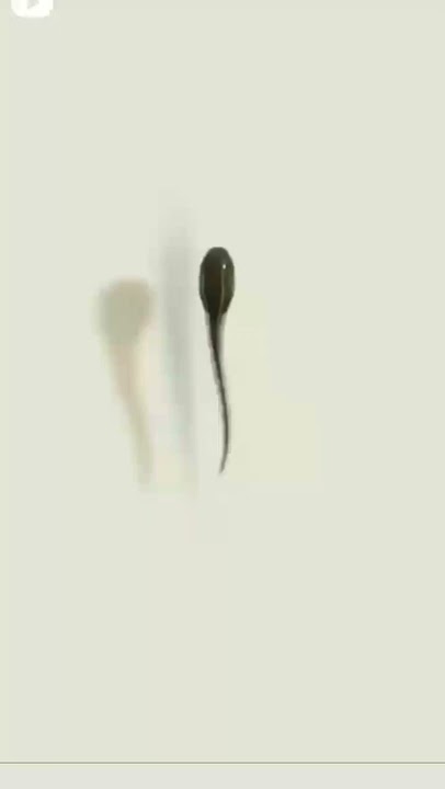 formation of tadpole into frog 🐸 . awesome video