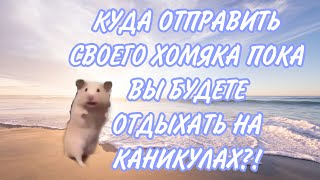 КОМУ ОТДАТЬ ХОМЯКА, ЕСЛИ ЕДЕШЬ В ОТПУСК/НА КАНИКУЛЫ?