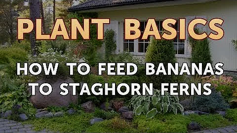 How do you feed a banana peel to a staghorn?