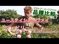 【品種比較】ユーステイシア・ヴァイとジュビリー・セレブレーション