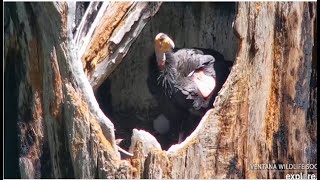 Big Sur Condors ~ Redwood Queen &amp; Zenith Welcome Their New Chick Into The World! 🐣 5.10.24