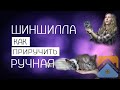 Как приручить шиншиллу к рукам. (Методы, способы и маленькие секреты)