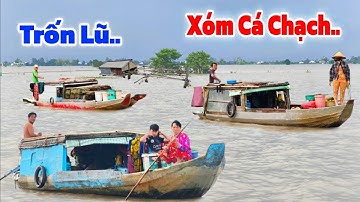 TRỐN LŨ lịch sử 2025" cả đoàn CÁ CHẠCH trúng luồng Cá CHẠCH đồng 