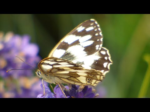 Video: Nymphalidae motýli: obecná charakteristika, popis, rozsah, druh potravy