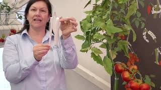 Comment tuteurer les plants de tomates | Dubois Agrinovation