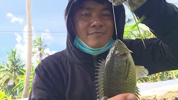 Đi câu cá thác lác ,hôm nay cá ăn mạnh