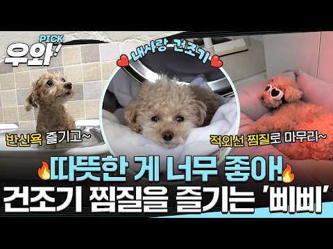[#WhatOnEarth] Time to warm up~ A puppy completely obsessed with the dryer's heat!♨️ #WowB