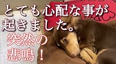 ダイヤ工業 犬用コルセット わんコル Diginfo Youtube ダイヤ工業 犬用コルセット わんコル Diginfo Youtube