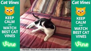 Funniest Cat Vines #119 - Updated September 16th, 2015 by Ultimate Cat Vines 1,110 views 8 years ago 19 minutes