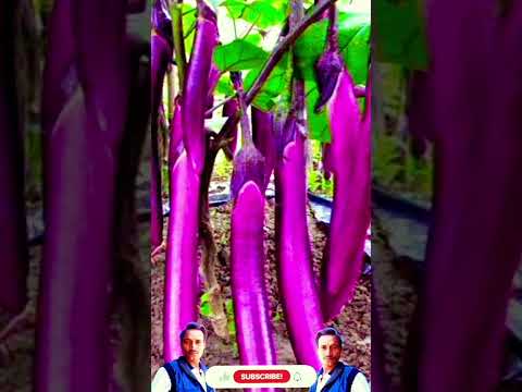 Baigan Ka Bij Baigan Ki Top Variety Jk Brinjal Seeds Ankur Baigan Kalash 836 Brinjal Baigan 