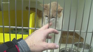 Hoarding cases prompt Cleveland APL to lower adoption fees