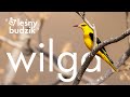 Leśny budzik - Wilga