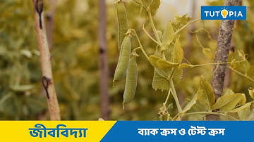 বংশগতি ও প্রকরণ - Heredity & Variation | Back Cross & Test Cross | Class 12 Biology | Tutopia