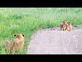 Heartwarming reunion between lost cubs and mother