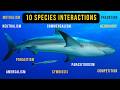 Ecological Interactions: Exploring Mutualism Commensalism and Parasitism