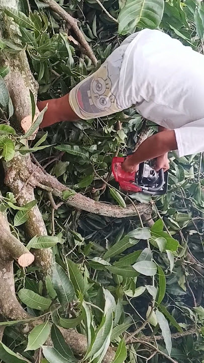 Ngajarin pakai senso yg benar.#sensokecil#sensomini #edon #shortvideo