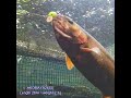 フッキングです