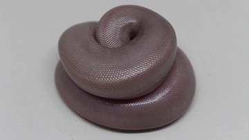 Cutting ball python clutch #2. An absolutely sick clutch!