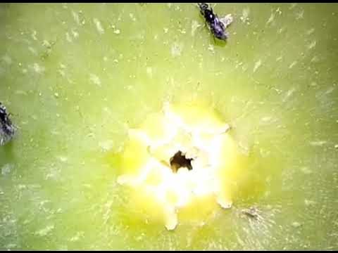 Fig wasp (Blastophaga psenes) getting out from male figs YouTube
