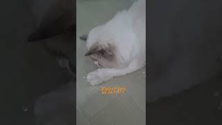 투명비닐이 신기한 너란고양이~~ #고양이 #cat #냥춘기 #랙돌 #고양이일상 #초보집사