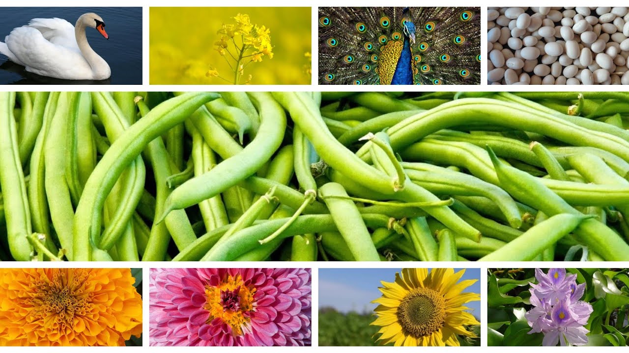 Scientific name of Plants and Animals YouTube