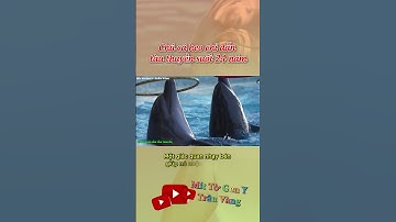 Chú cá heo chỉ dẫn tàu thuyền suốt 24 năm | Trâu Vàng