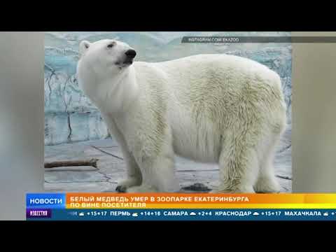 Белый медведь скончался в Екатеринбурге из за брошенного мячика