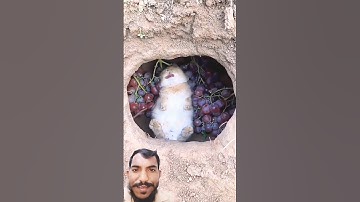 surah al-ikhlas#egzonibrahimi #سورة_الإخلاص#ikhlas#quran#nature #islamicprayer#fypviralシ#khalid786